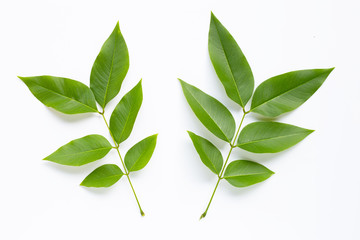Green leaves  on white background.