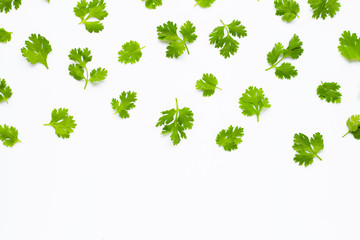 Fresh coriander leaves on white background.