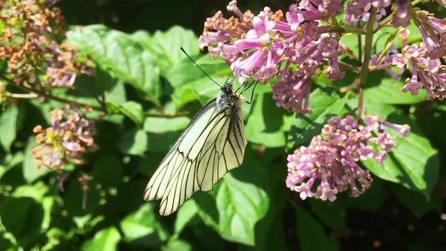 White cabbage butterfly Pieris brassicae sitting on lilac flower. Slow motion
