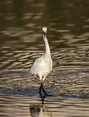 snowy egret staring down the photographer