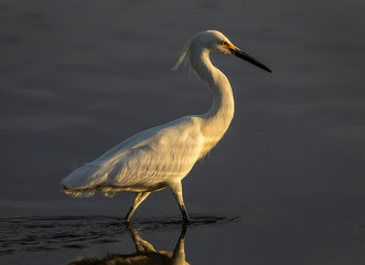 snowy egret wading in shallow water