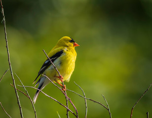 Goldfinch Perched On A Branch At Sunrise