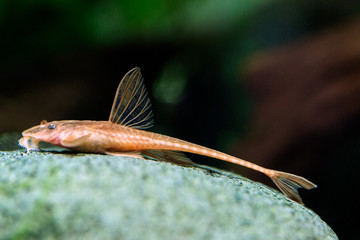Rineloricaria sp. - Red Lizard Catfish, L010a