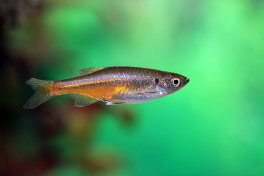 Devario sondhii
