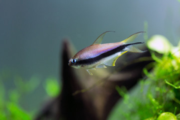 Nematobrycon Palmeri- Emperor Tetra