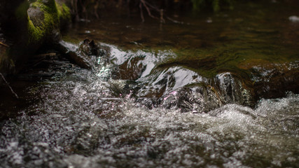 Forest mountain river in the Far East.