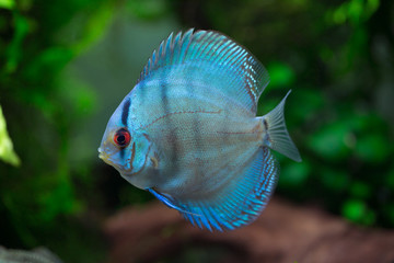 Symphysodon aequifasciatus - Cobalt Blue Discus