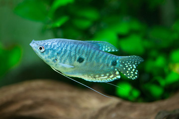 Trichogaster trichopterus - Three spot gourami