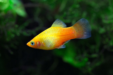 Xiphophorus maculatus - Platy