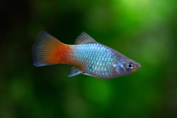 Xiphophorus maculatus - Platy