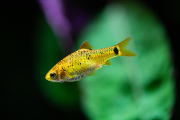 Puntius semifasciolatus - Golden Barb