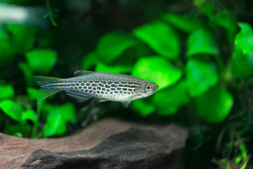 Danio kyathit - Orange Finned Danio