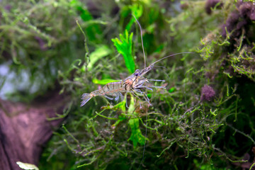 Ghost Shrimp - Palaemonetes sp