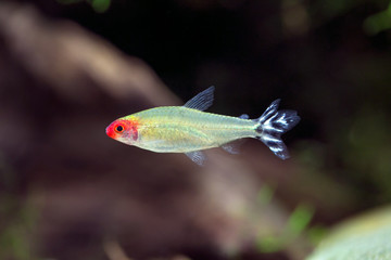 Rummy nose tetra - Hemigrammus rhodostomus