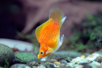 Poecilia sp. - Balloon Molly