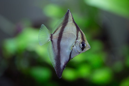 Monodactylus sebae