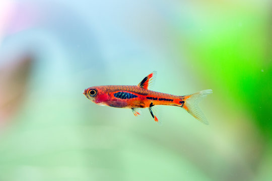 Boraras brigittae - Mosquito Rasbora