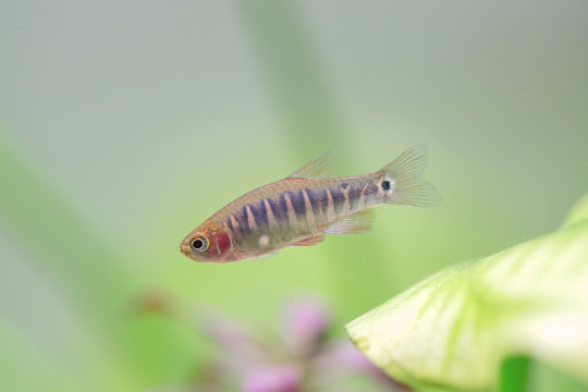 Danio erythromicron - Microrasbora erythromicron - Emerald Dwarf Rasbora