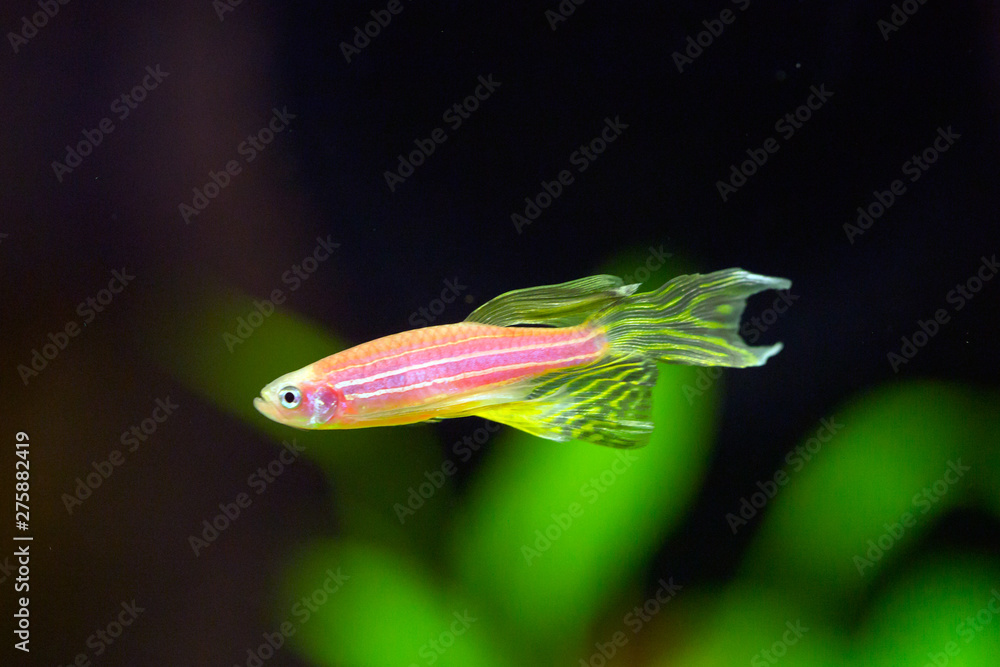 Wall mural zebra danio glofish - danio rerio