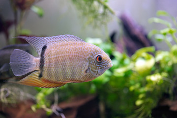 Green severum fish
