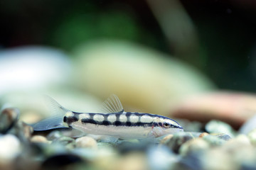 Ambastaia sidthimunki - Dwarf loach