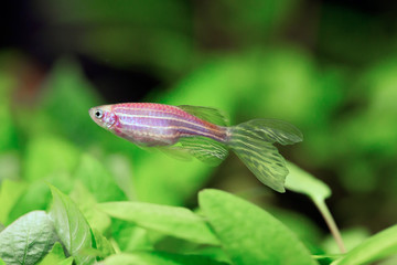 Zebra danio GloFish - Danio rerio