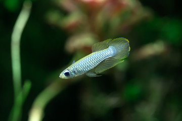 Blue eye Killifish - Poropanchax normani - Norman's Lampeye