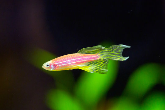 Zebra danio GloFish - Danio rerio - Powered by Adobe
