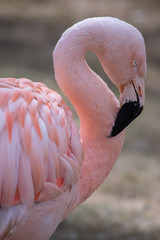 The Chilean flamingo (Phoenicopterus chilensis)