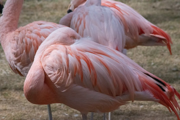 Fototapeta na wymiar The Chilean flamingo (Phoenicopterus chilensis)