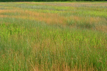 The colors of the fields