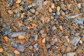 pin-cone pattern