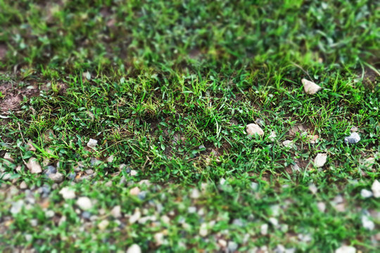 Close up of Green grass yard lawn with Small pebble rocky stones with Tilt-Shift effect camera