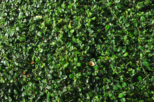 Beautiful Hokkien tea tree or Fukien tea tree