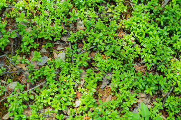 green backgound