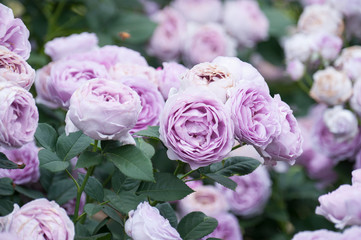 Rose Festival