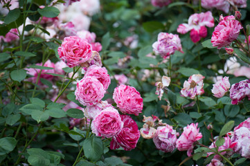 Rose Festival