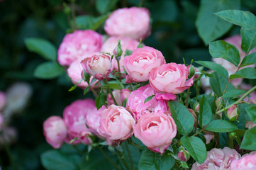 Rose Festival