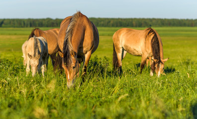Naklejka na ściany i meble Three horses graze on a summer meadow.
