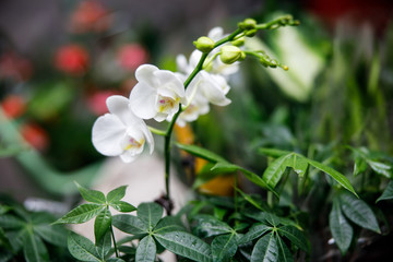 Obraz na płótnie Canvas White orchid in the market.