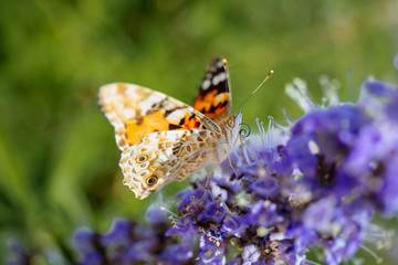 A colorful orange black butterfly in summer in Spain on purple flowers. He looks into the camera with his big eye. Close up macro in sunshine.