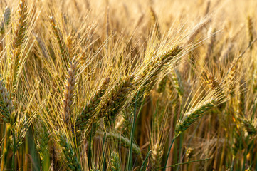 Grains of grain on the background of the setting sun.
