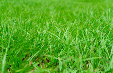 Green Grass Texture Background.