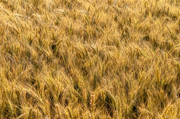 Grains of grain on the background of the setting sun.