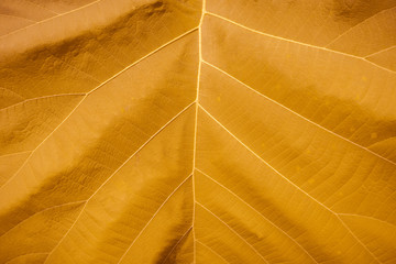 Yellow leaf texture background.