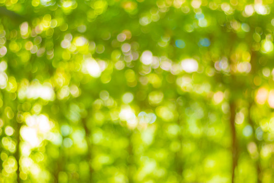 green nature ligth background, abstract green bokeh, blur