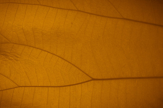 Authumn leaf texture