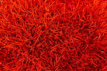 Fototapeta premium Grass texture background.