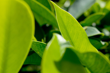 The nature abstract background,flower blur nature background, green leaf abstract background