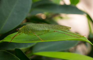 green grasshopper on leaf